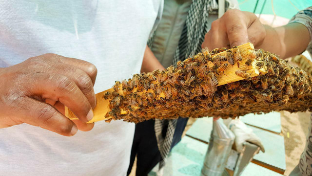Harvesting propolis means that bees will produce less wax or honey in order to compensate.