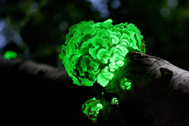 Some North American strains of the bitter oyster mushroom are bioluminescent, others arent't.