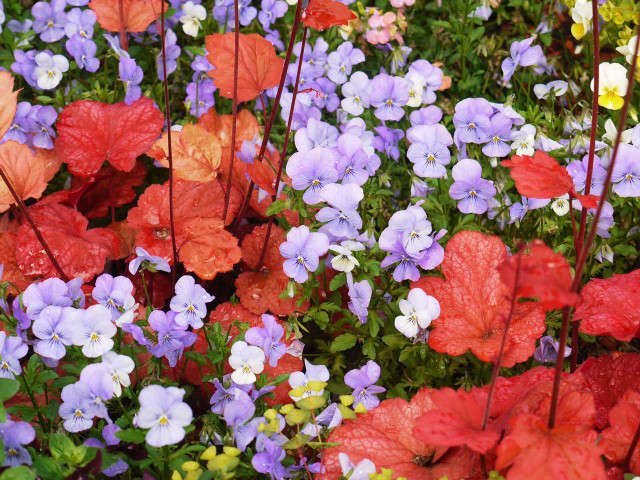 Coral bell foliage comes in a variety of colors, such as the red pictured above.