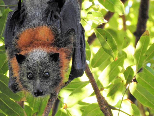 Flying foxes have intelligence similar to a dog.