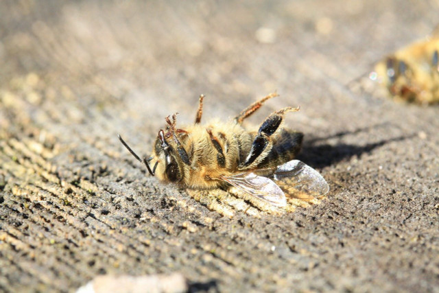 Help give a tired bee a boost with nectar, pollen, or sugar water