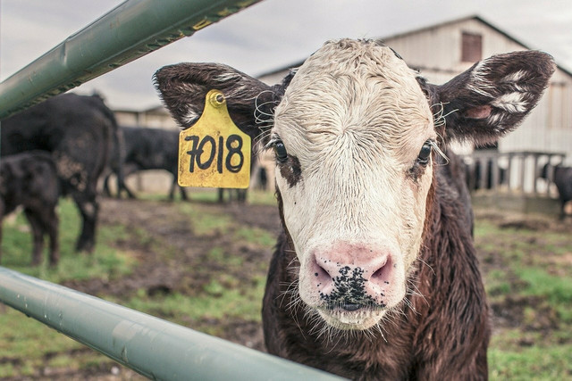 The documentary spotlights various environmental concerns resulting from mass animal agriculture.