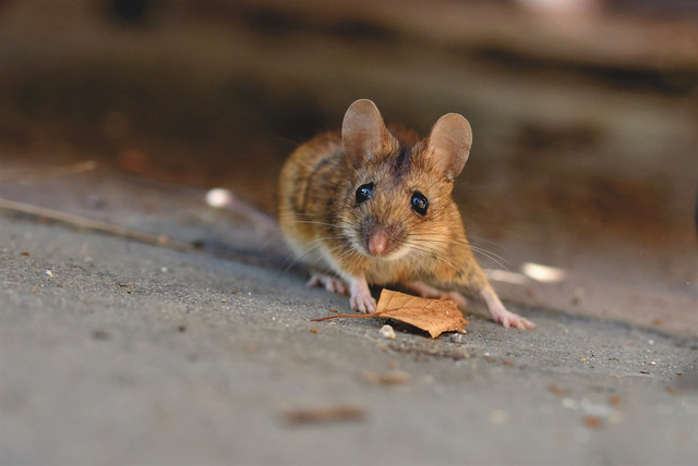 How to prevent mice living with you.