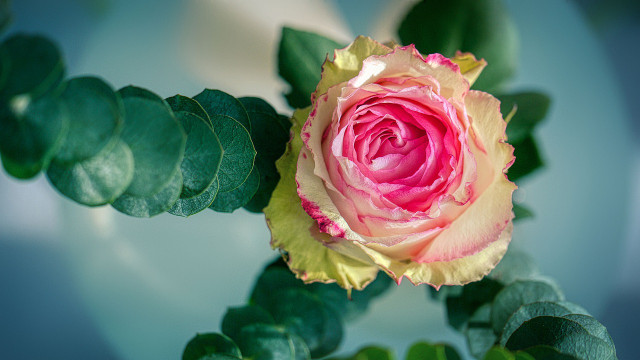 Make a beautiful floral arrangement with your dried stems.