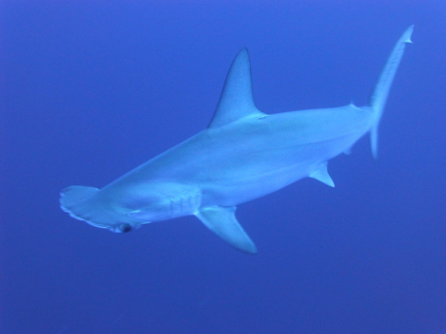 Hammerhead sharks have fantastic eyesight.