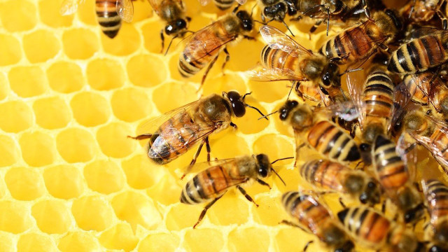 bees extinction