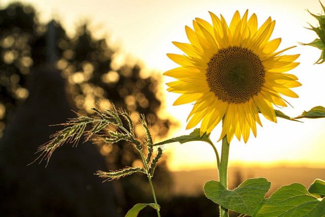 Vegan margarine made with organic sunflower oil is a healthy and sustainable choice.