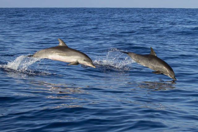 Many dolphins lose their lives in fishing nets.