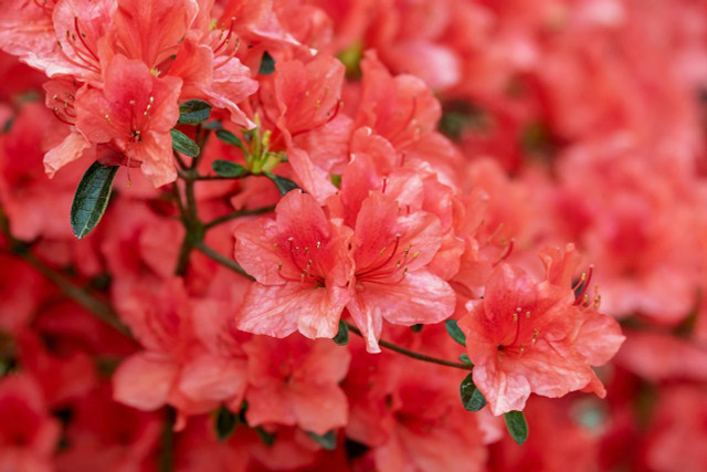 Azalea plants are found in North America, southwest Europe, and southern Asia. 