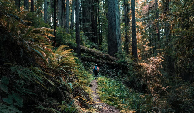 Redwood National Park is one part of the Redwood State and National Park conservation area.