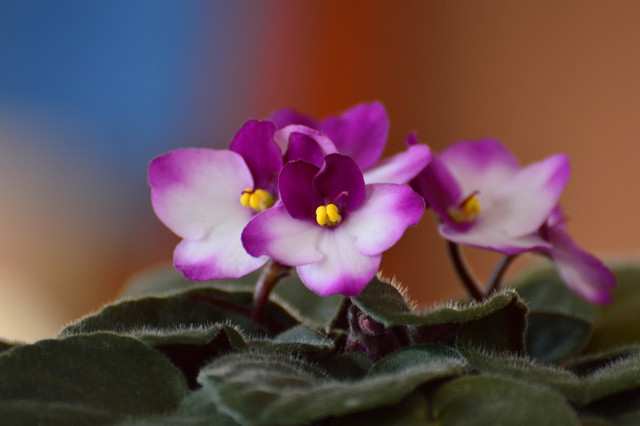 Repotting African violets doesn't require many tools, as you can reuse the same pot over and over again. Just be sure to add in new soil each time.