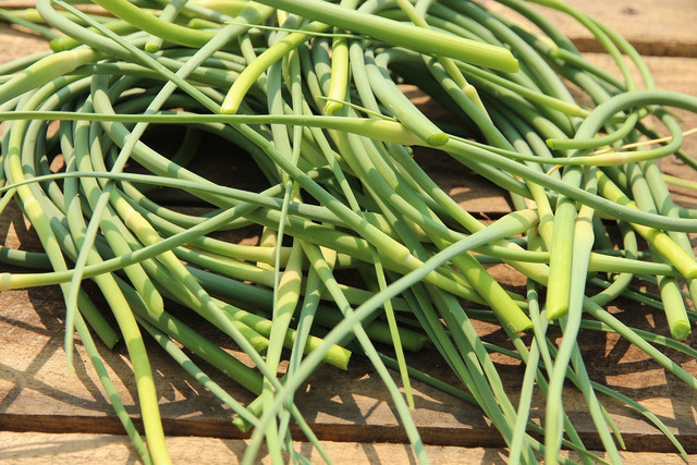 Before garlic begins flowering, you can cut and harvest the scapes for cooking.