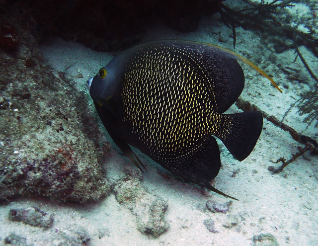 Angelfish usually mate for life and spend most of their time side by side.