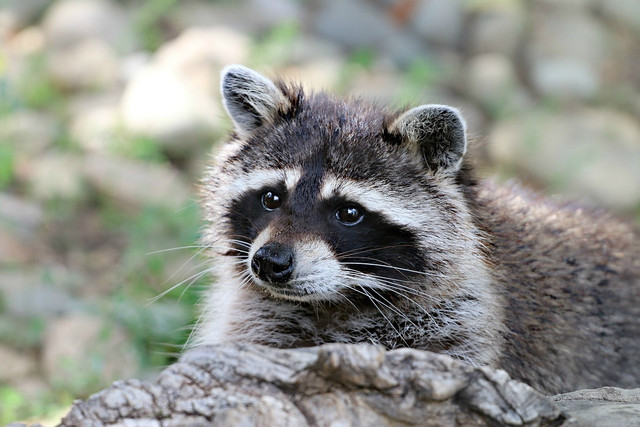 When raccoons seek protection from predators, they usually hide from coyotes, wolves, hawks, and owls. 
