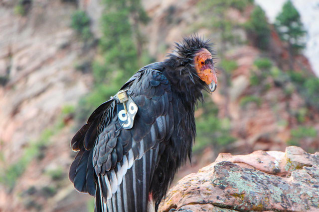Thanks to captive breeding and the conservation efforts of Native American nations, the California condor's population is growing.