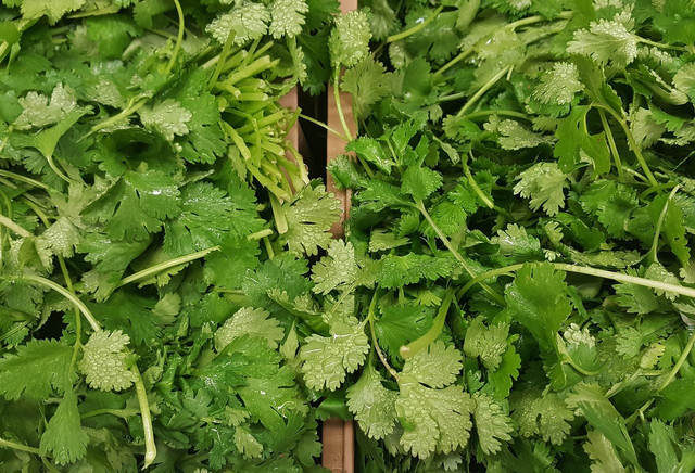 The zip-lock bag method keeps cilantro fresh for up to two weeks.