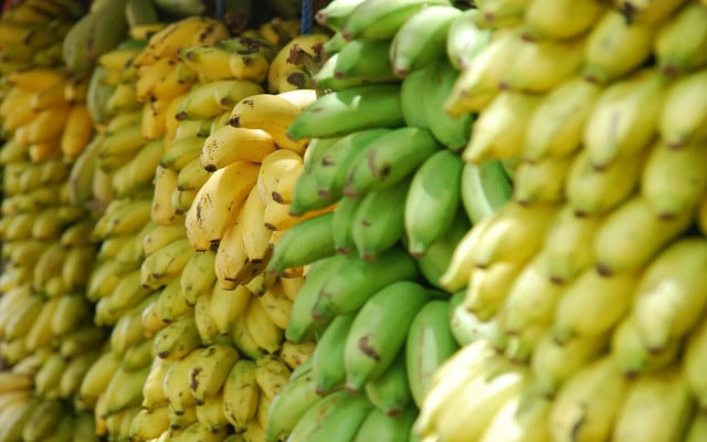 The difference in taste and texture is quite noticeable — and the higher starch level are one of the benefits of green bananas.