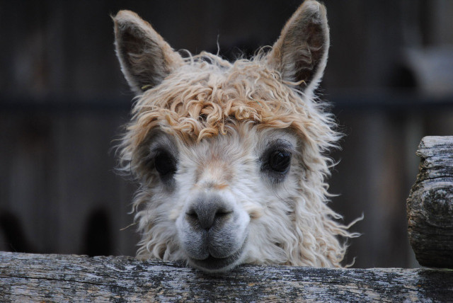 Llamas are just one of many types of animals that reside at The Gentle Barn.