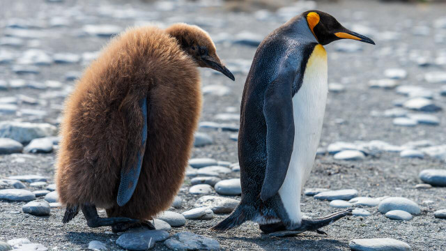 March of the Penguins focuses on the relationships between hatched penguin chicks and their parents.