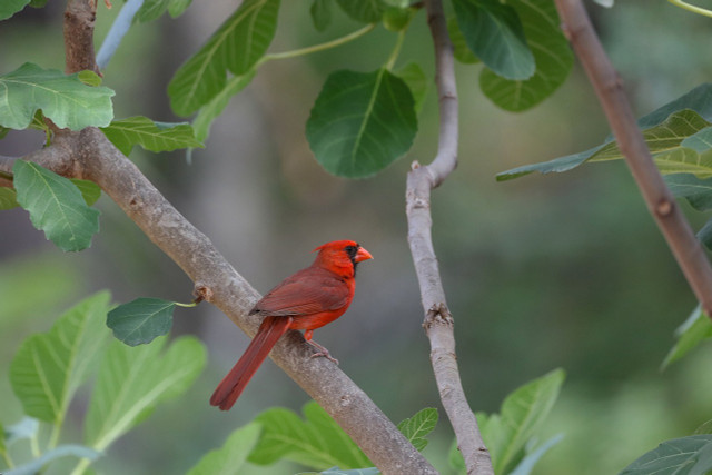 Most birds in North America are loud during the spring season.