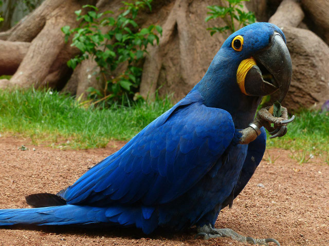 Hyacinth Macaws are affectionate and can live up to 60 years,