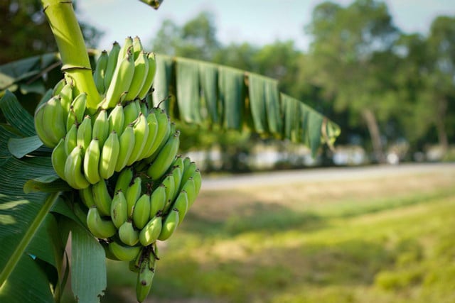 Banana trees love humid environments.