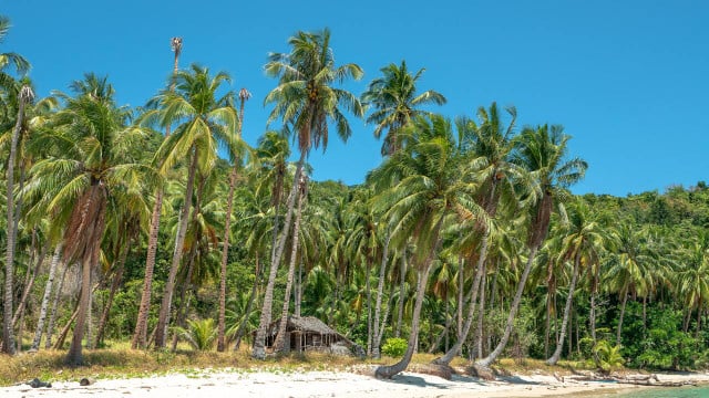 coconut trees vs. palm trees