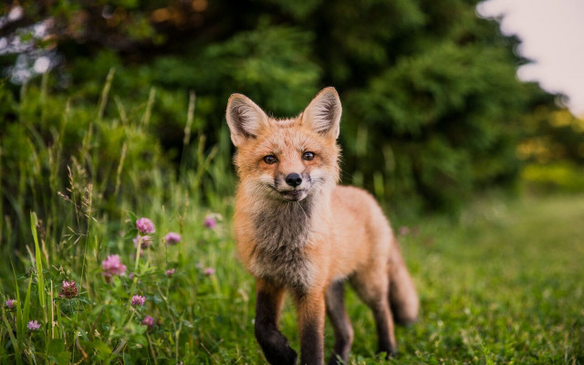 A fox is considered a secondary consumer.