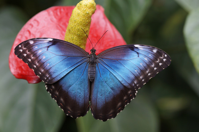 there-are-three-types-of-biodiversity-which-work-i-cc0-pixabay-efraimstochter-230117_download There are three types of biodiversity which work in balance with one another.