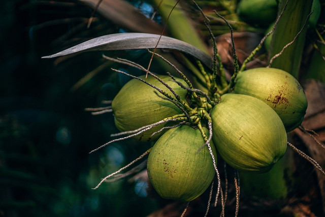 Coconut farming is not always sustainable.