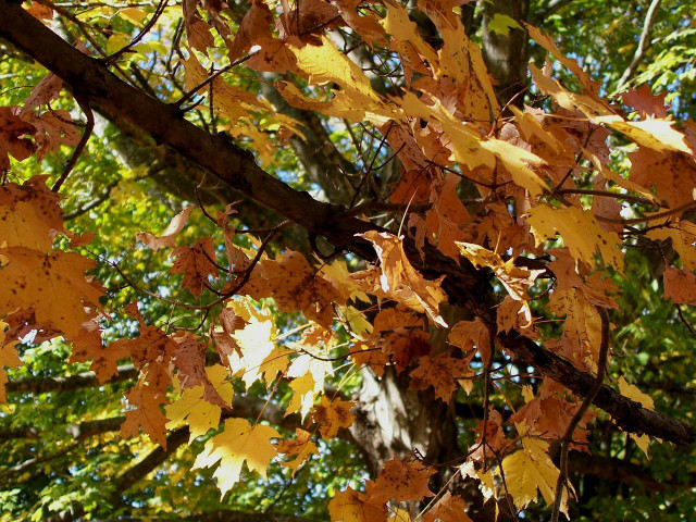The maple-leaf oak tree is native to Arkansas.