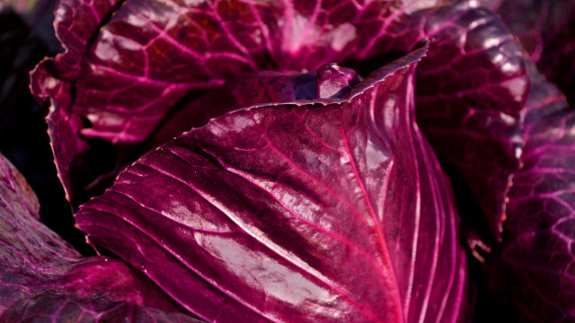 pickled red cabbage recipe