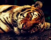 Why are tigers endangered