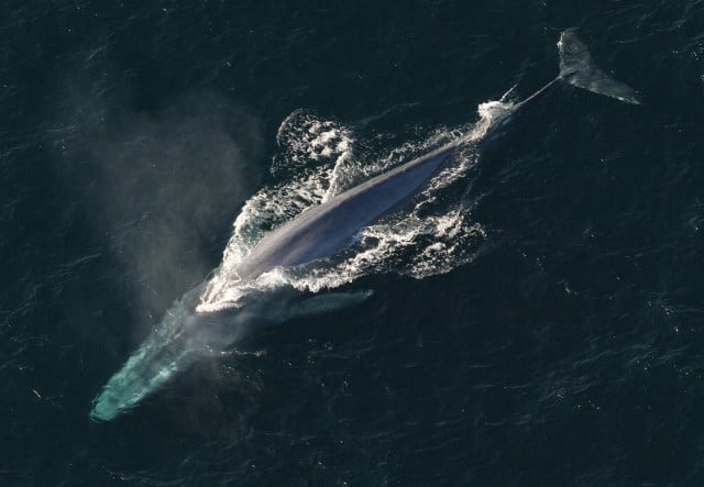 The Bryde's whale is one of the most endangered animals in the US.