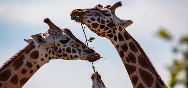 are giraffes endangered