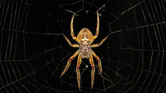 Many people don't like our eight-legged friends and wonder how to get rid of spiders in the basement.