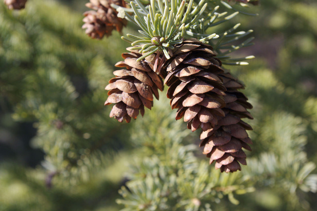 Pines are one of the earliest plant species.
