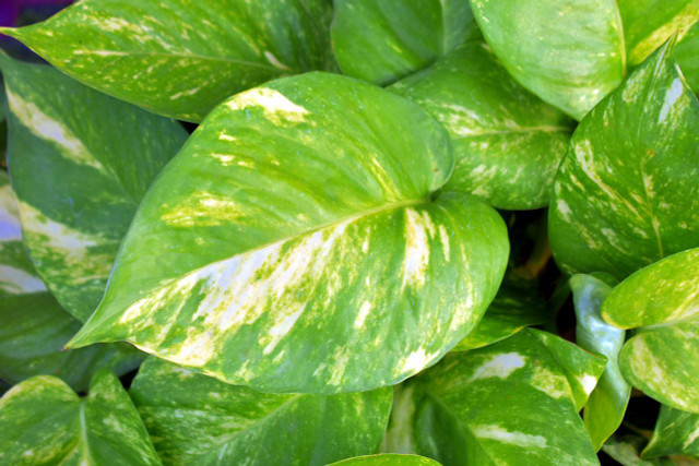 Pothos plants have beautiful bright leaves.