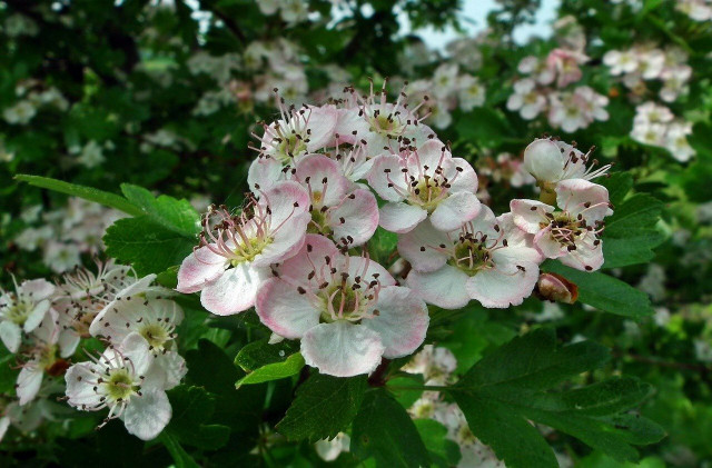 Apple-blossom-like flowers are the first sign of an aronia shrub.