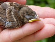 what to do if you find a baby bird