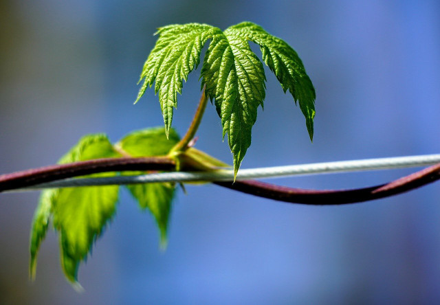 Hops, not pot. 