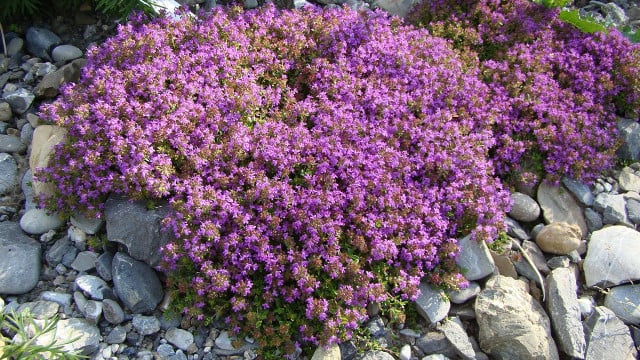 Best Plants for Ground Cover