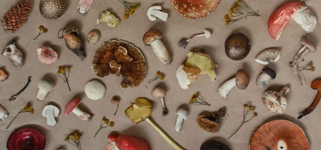 types of wild mushrooms