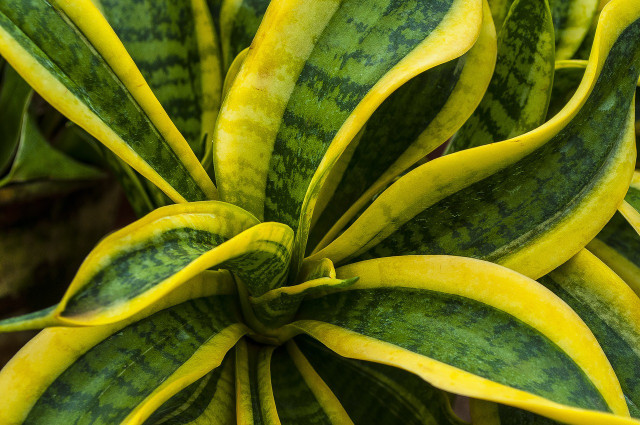 Check out these tips to avoid an overwatered snake plant and root rot.