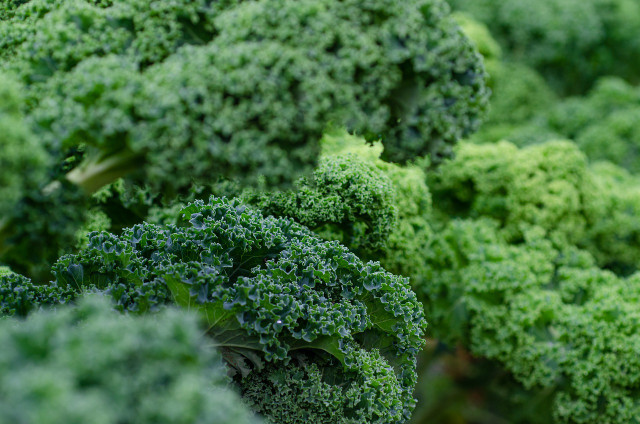 Kale is hardy, so will withstand even freezing temperatures, making it a great winter vegetable to grow.