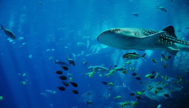 Here's an easy to remember shark fact: whale sharks are the longest.
