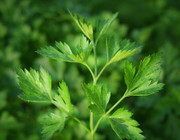 how to dry parsley