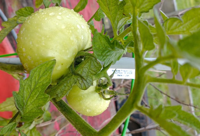Fruit that fails to properly develop is a sign of watering too much and too little.