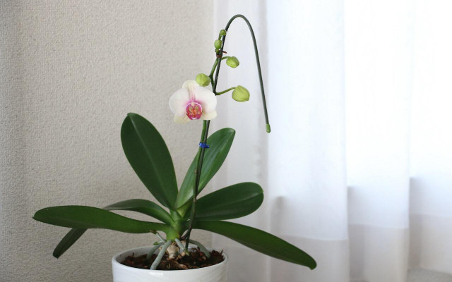 Learn how to water orchids properly to keep them thriving. 