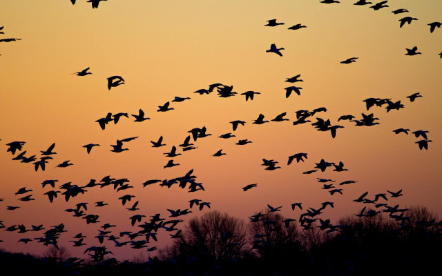 Migratory birds lose vital ecosystems every day, which is why wild bird sanctuaries are so important. 